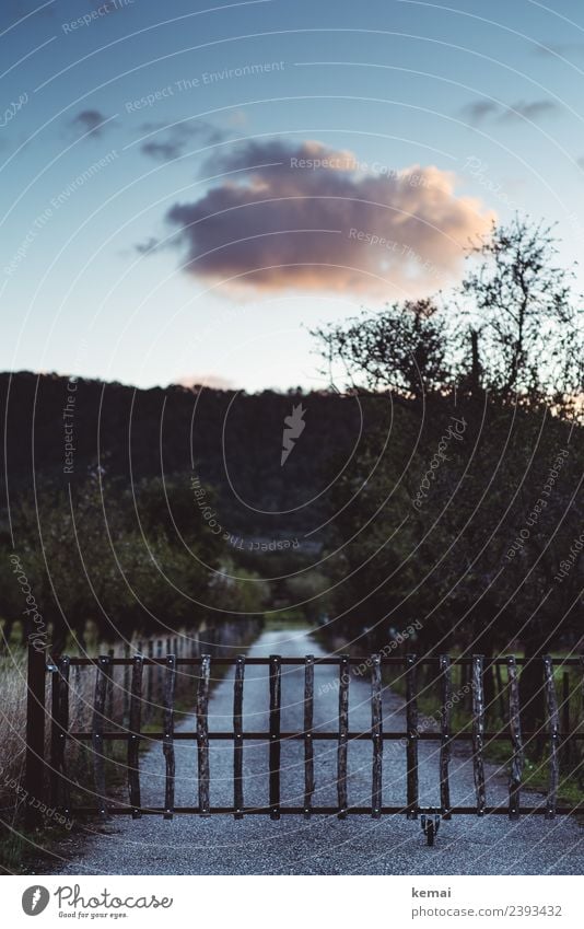 almond plantation Harmonious Calm Vacation & Travel Adventure Freedom Summer Summer vacation Nature Landscape Sky Clouds Sunrise Sunset Beautiful weather Plant