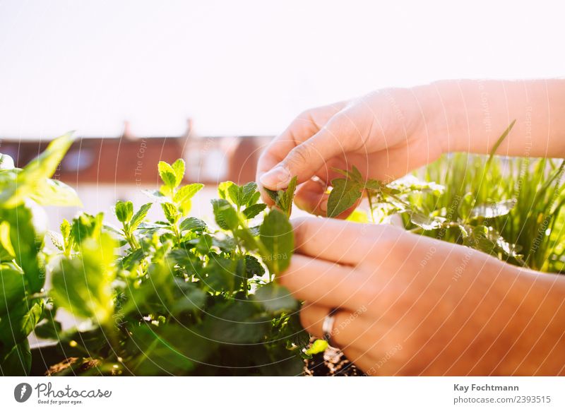 Young woman picking leaf of fresh peppermint Herbs and spices Nutrition Organic produce Vegetarian diet Slow food Market garden Gardening Leisure and hobbies