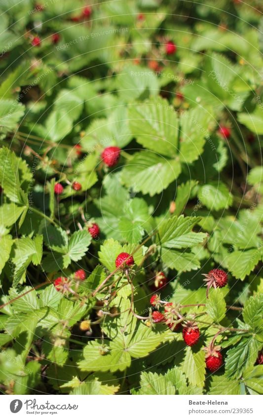 Sweet temptation Food Fruit Nature Wild plant Strawberry variety Garden To enjoy Fragrance Green Red wild strawberries A matter of taste Tasty Alluring