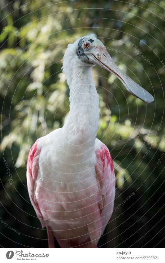 Roseate Spoonbill Animal Bird Ibis Stride bird 1 Exceptional Hideous Green Pink Exotic Vacation & Travel Florida USA Americas Wild Threat Animal protection Beak