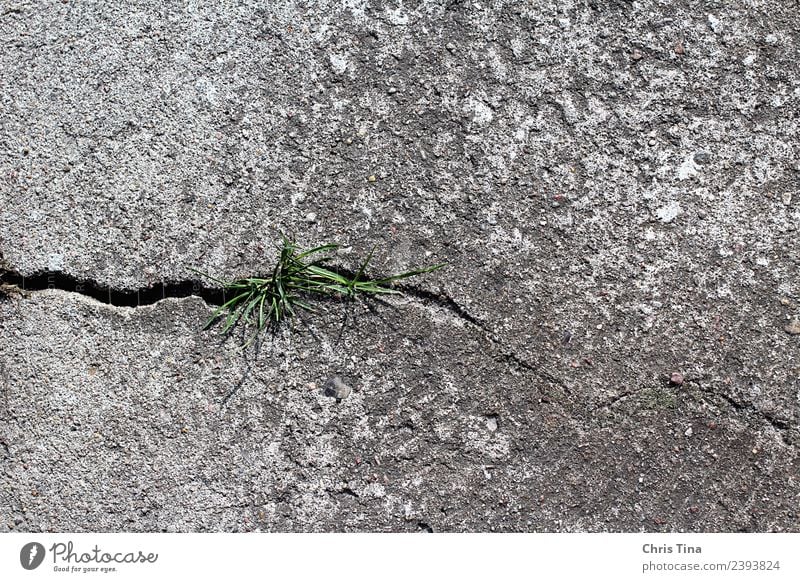 Something green in horror Nature Plant Earth Grass Stone Concrete Observe Growth Gray Green Modest Beginning Environment Colour photo Exterior shot Close-up