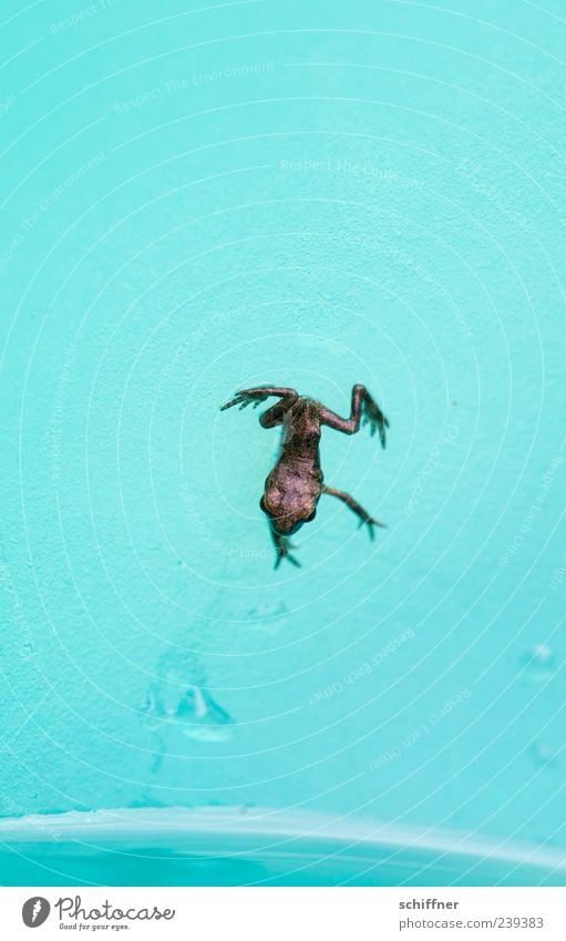 Gym break over: handstand Animal Frog 1 Baby animal Small Funny Head first Legs Diminutive Macro (Extreme close-up) Deserted Copy Space top Copy Space bottom