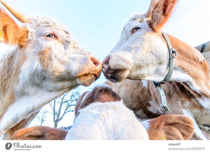 Two cows Meat Sausage Cheese Yoghurt Summer Nature Crazy cattle white cute agriculture two Large-scale holdings Background picture farm face farming dairy happy