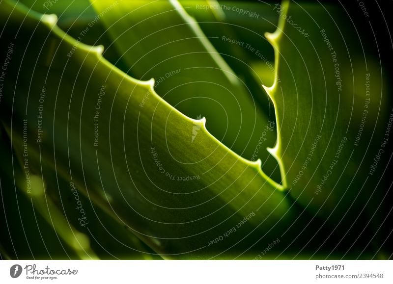 aloe Beautiful Personal hygiene Nature Plant Cactus Leaf Exotic Aloe Healthy Point Thorny Green Environment Colour photo Exterior shot Close-up Detail