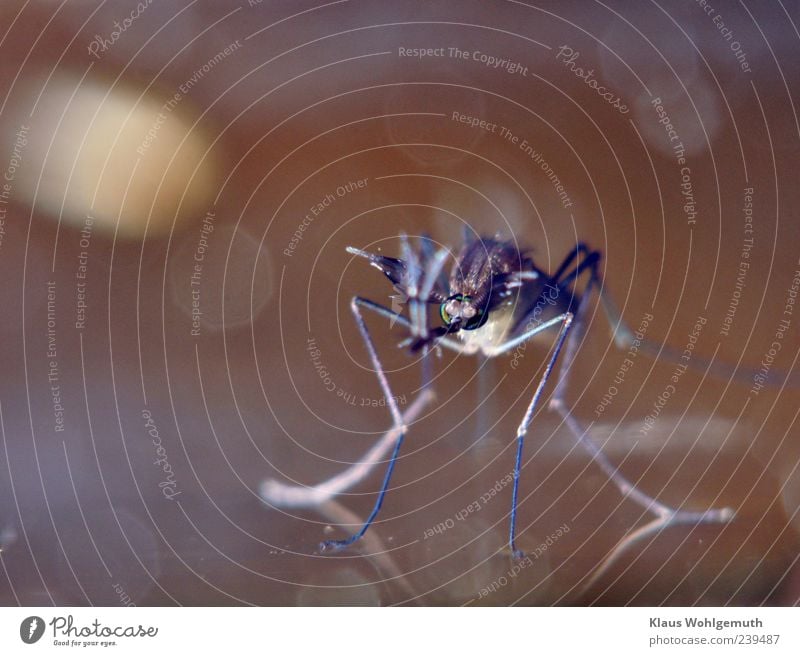 Macro shot of a mosquito, it has just hatched and is sitting on the water surface. Environment Nature Animal Water Mosquitos 1 Bloodsucker Colour photo