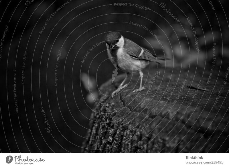 sparrow Wild animal Bird Sparrow 1 Animal Black & white photo Close-up Copy Space bottom Deep depth of field Looking Looking into the camera Full-length