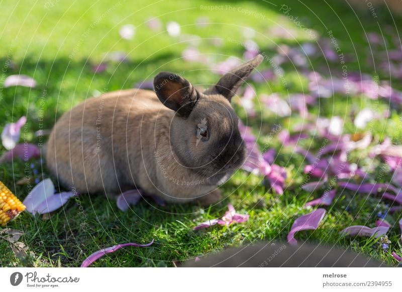 Dwarf rabbit II Nature Plant Grass magnolia leaves Maize Garden Animal Animal face Pelt Pygmy rabbit Mammal Rodent Hare & Rabbit & Bunny Hare ears 1 Elapse