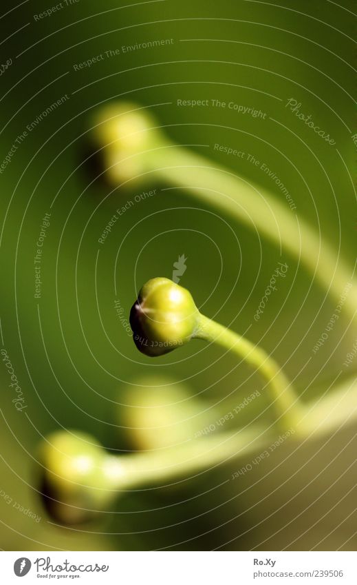 The old lime Nature Plant Summer Tree Blossoming Green lime plant Lime tree Lime flower Colour photo Exterior shot Day Deep depth of field Bud Deserted Close-up