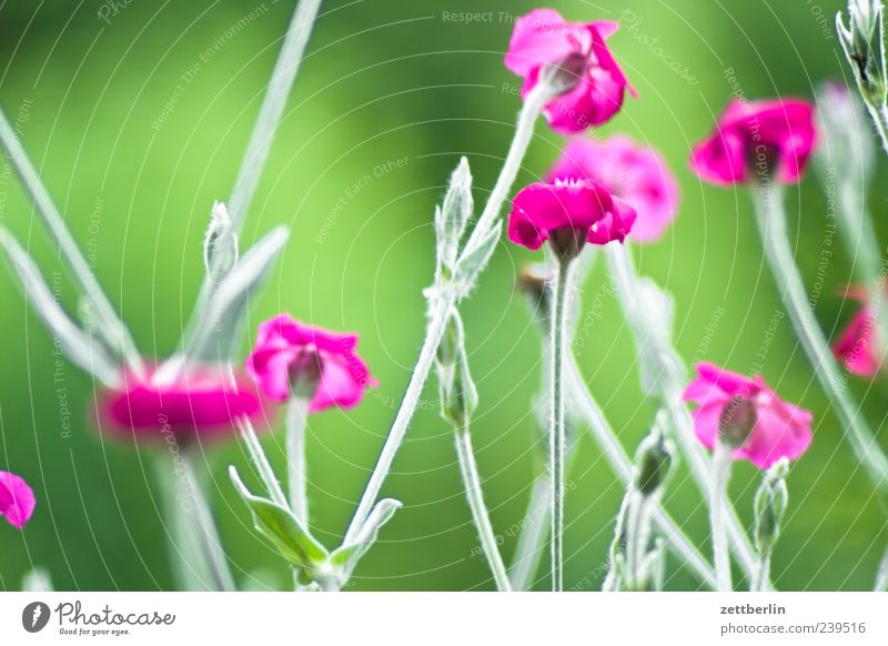 Lychnis Coronaria (Crowned Carnation) Environment Nature Plant Climate Flower Leaf Blossom Blossoming Growth Green Flower meadow Summer carnation Dianthus