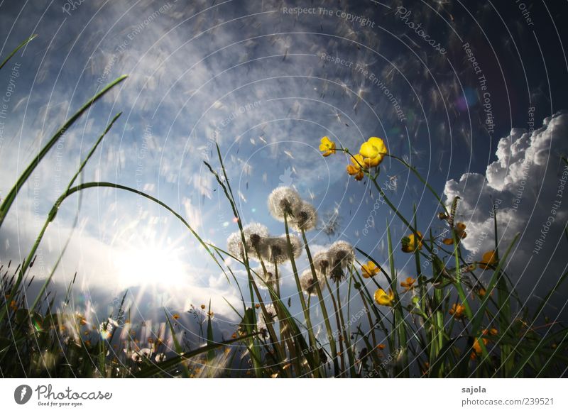 many small parachutes Environment Nature Plant Sky Sun Spring Summer Flower Crowfoot Dandelion Meadow Illuminate Esthetic Blue Yellow Colour photo Exterior shot