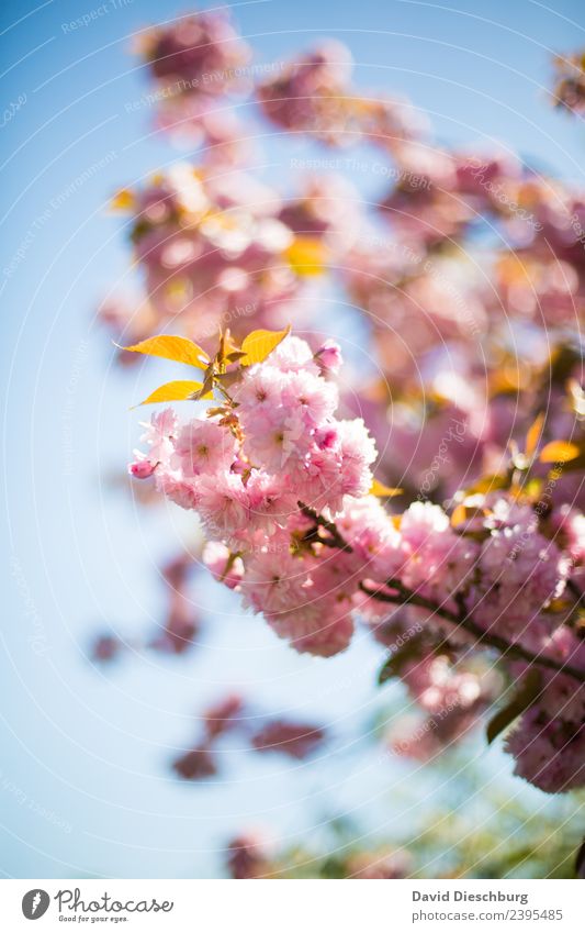 spring awakening Nature Plant Animal Cloudless sky Spring Summer Beautiful weather Tree Flower Leaf Blossom Garden Park Forest Blue Pink White Portrait format