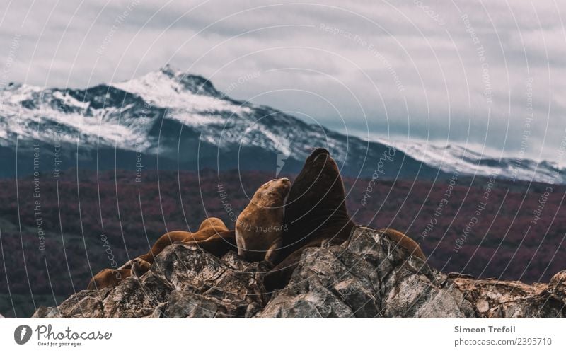 Seals in Patagonia Adventure Far-off places Freedom Expedition Mountain Landscape Clouds Autumn Snow Rock Andes Snowcapped peak Tierra del Fuego ushuaia