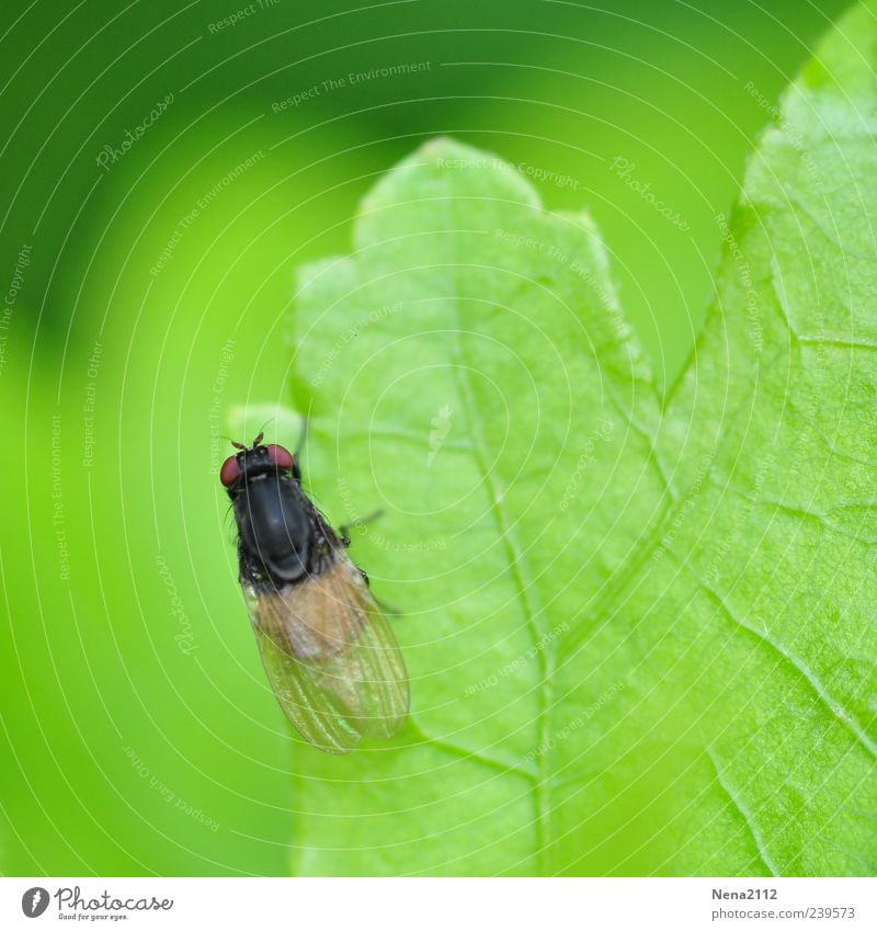 Discover borders Nature Spring Summer Plant Leaf Animal Fly 1 Small Green Insect Rachis Colour photo Exterior shot Close-up Macro (Extreme close-up) Deserted