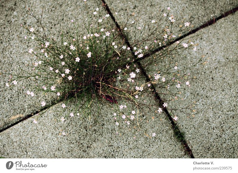 assertiveness Plant Flower Wild plant Concrete Simple Trashy Gray Green Pink Authentic Nature Survive Growth Struggle for survival Seam Paving tiles Delicate