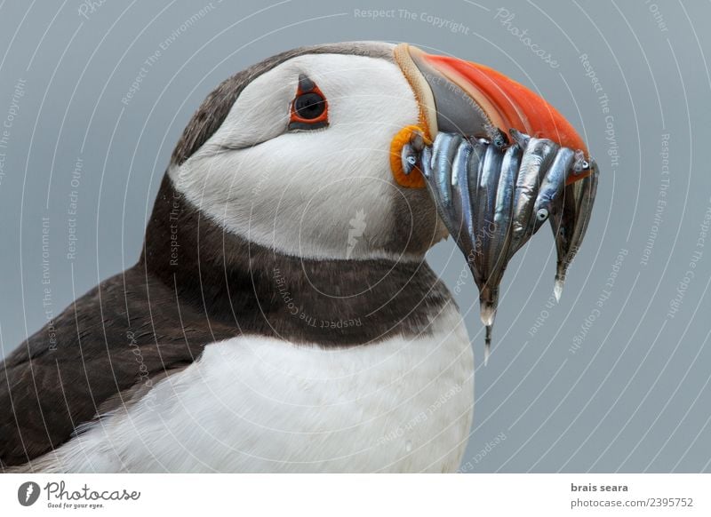 Atlantic Puffin Beautiful Vacation & Travel Summer Ocean Island Science & Research Environment Nature Animal Water Coast Wild animal Bird Animal face 1 Eating