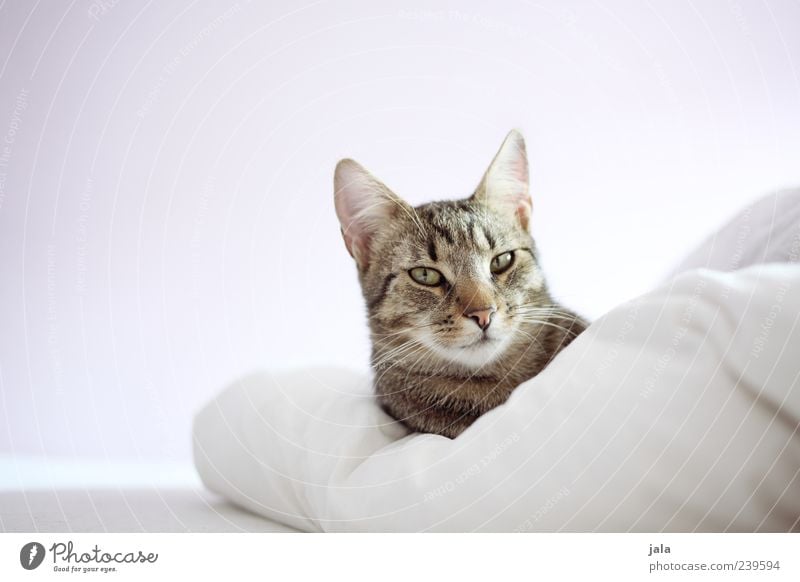 don schnurro Bed Duvet Animal Pet Cat Animal face 1 To enjoy Lie Brown Gray White Self-confident Safety (feeling of) Sympathy Love of animals Colour photo