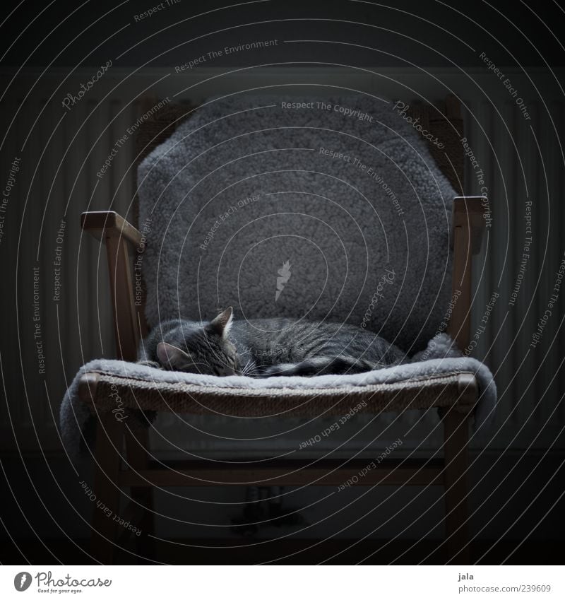 SLEEPING PLACE Flat (apartment) Chair Animal Pet Cat 1 Pelt Sleep Colour photo Subdued colour Deserted Day Light Shadow Animal portrait Closed eyes Cute Cuddly