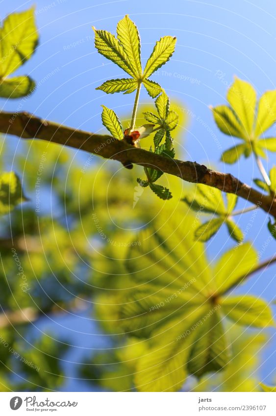 chestnut tree I Nature Spring Beautiful weather Plant Tree Leaf Garden Park Forest Growth Fresh Bright Natural New Positive Green Chestnut tree Colour photo