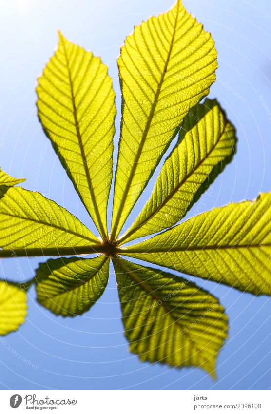 chestnut leaf Plant Sky Spring Beautiful weather Leaf Esthetic Fresh Bright Natural Green Nature Chestnut leaf Chestnut tree Colour photo Exterior shot Close-up