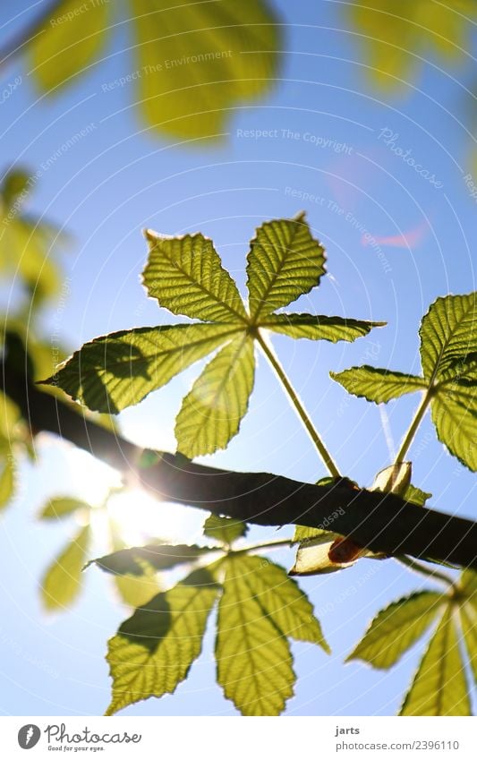 sunshine Nature Plant Sky Sun Sunlight Spring Summer Beautiful weather Tree Leaf Park Forest Fresh Natural Blue Green Joy Spring fever Chestnut Colour photo