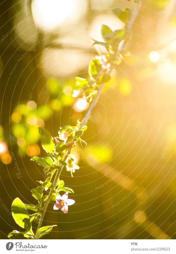 last light of the day Environment Nature Plant Sun Summer Climate Weather Beautiful weather Flower Bushes Leaf Blossom Foliage plant Wild plant Park Blossoming