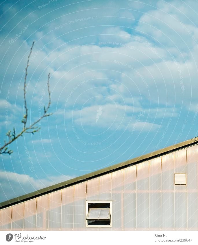 Beautiful weather Sky Clouds House (Residential Structure) Building Bright Blue Window Twigs and branches Roof Surrealism Colour photo Exterior shot Deserted