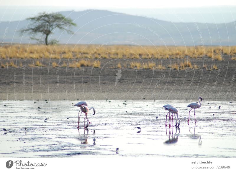 Kenya Environment Nature Landscape Earth Sand Sky Plant Tree Grass Mountain Desert Animal Wild animal Bird Flamingo To feed Walking Appetite Thirst Foraging