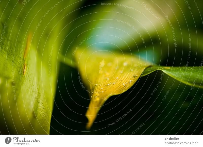 leaf yellow Environment Nature Plant Leaf Foliage plant Dirty Thin Dry Yellow Green Black Calm Dust Lie Background picture Fine particles Shriveled Blur