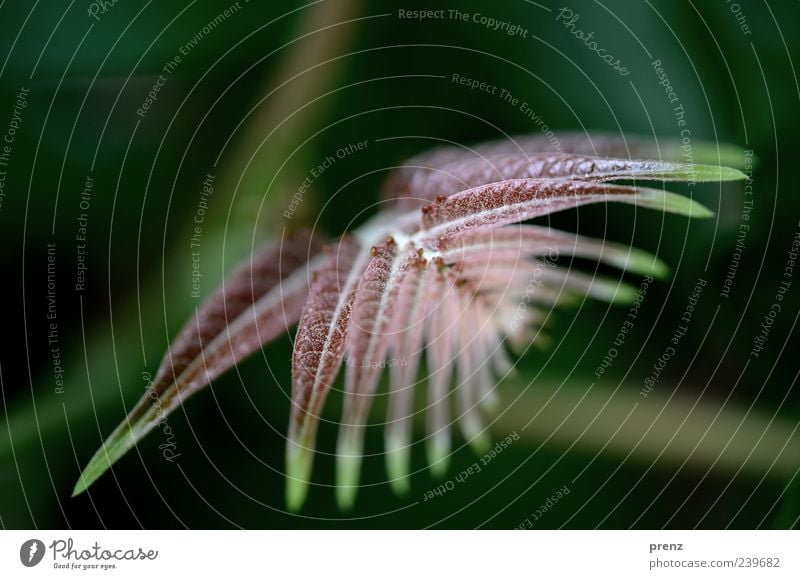 floral motif Nature Plant Brown Green Twig Leaf Fresh Bushes Arch Line Colour photo Exterior shot Deserted Day Shallow depth of field Structures and shapes