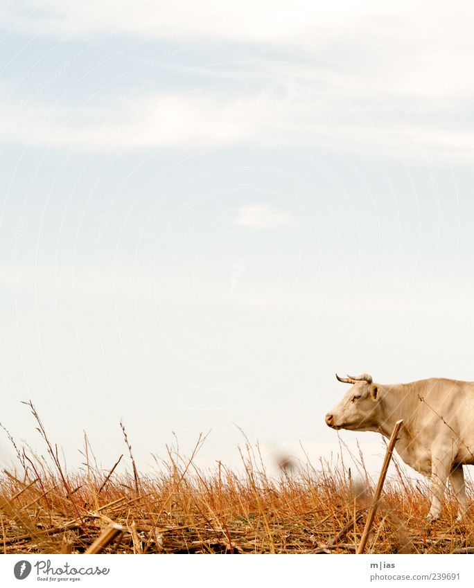 Head through the wall. Safari Animal Sky Summer Farm animal Cow Pelt 1 Observe Hot Muscular Dry Bravery Power Willpower Field Agriculture Livestock