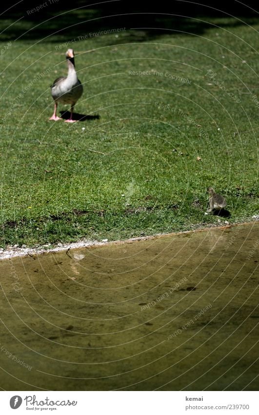 First steps Environment Nature Plant Animal Water Park Meadow River bank Goose Duck 2 Baby animal Animal family Wait Green Water ditch Colour photo