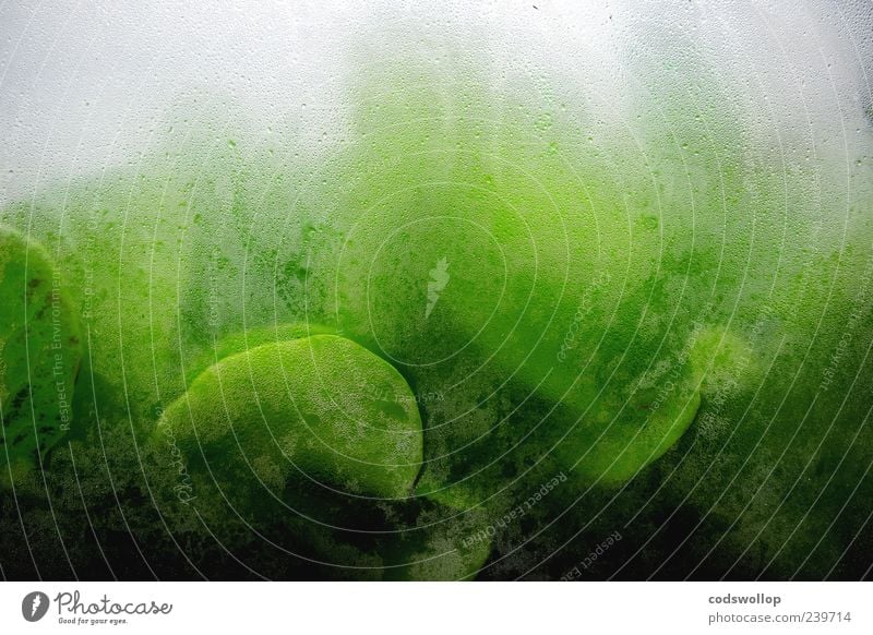 bill masen's greenhouse Foliage plant Agricultural crop Wet Gray Green Greenhouse Experimental Colour photo Abstract Pattern Deserted Neutral Background