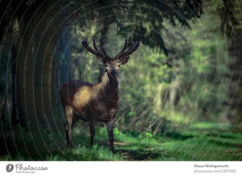 Red deer in bast Environment Nature Spring Summer Tree Grass Forest Animal Wild animal Animal face Pelt Deer 1 Observe Wait Elegant Brown Gray Green