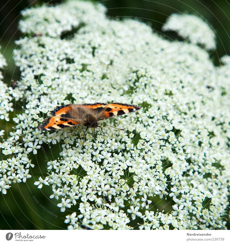 It's summer Nature Plant Animal Summer Wild plant Butterfly 1 To feed Natural Beautiful Esthetic Uniqueness Small tortoiseshell Noble butterfly Insect Wing