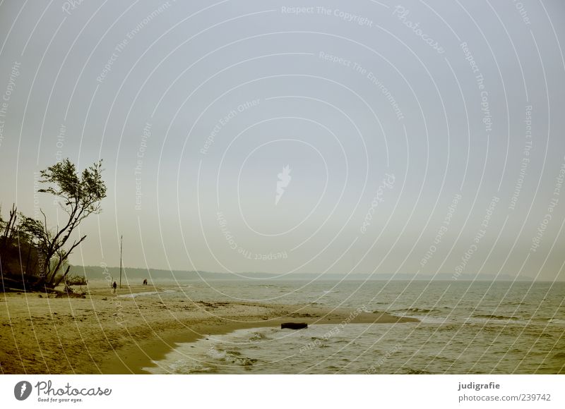 western beach Environment Nature Landscape Plant Sand Water Sky Tree Waves Coast Beach Bay Baltic Sea Ocean Darss Western Beach Natural Wild Moody