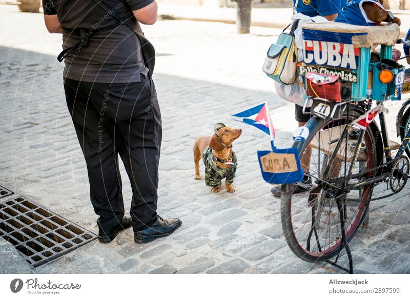 disguised dog on the streets of Havana Cuba 1 Person Dog Dachshund Costume Carnival costume Beg Downtown Pet Travel photography Vacation & Travel Far-off places