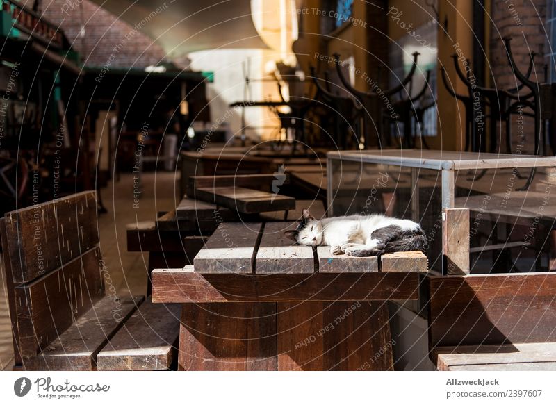 Cat lying on the table of a closed bar Cuba Havana Pet Domestic cat Sunbathing Lie Sleep Doze Relaxation Break Restful Bar Wooden table Closing time To enjoy