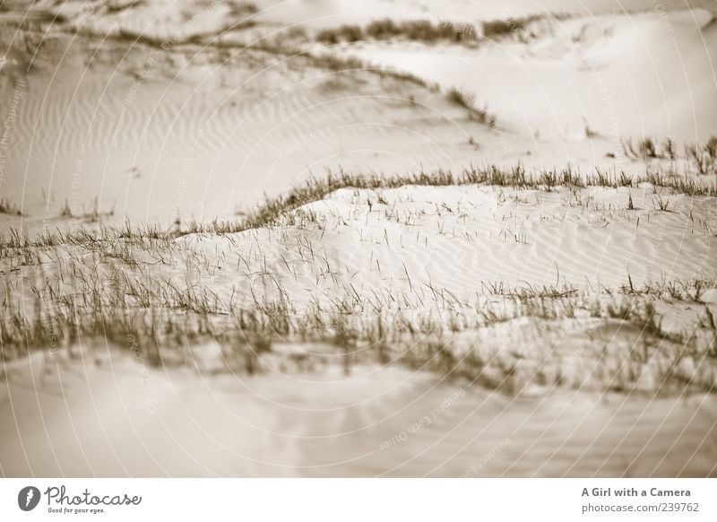 Spiekeroog l hmmmmmm.............................................................. Beach Ocean Environment Nature Sand Wind Coast Island Simple Beautiful