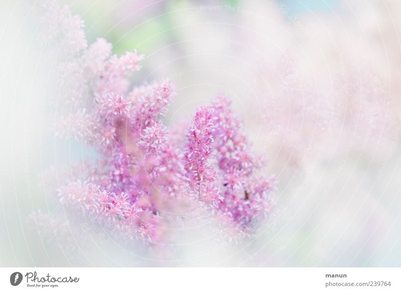 "hach"-soft. Nature Plant Spring Summer Flower Blossom Summerflower Authentic Fragrance Bright Kitsch Beautiful Pink White Spring fever Esthetic Elegant