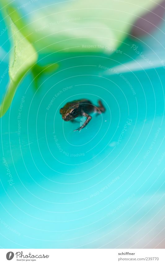 tramp Animal Frog 1 Baby animal Small Diminutive Leaf Plant Turquoise Macro (Extreme close-up) Surface of water Blur Full-length Looking