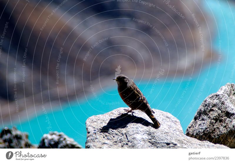 Himalayan Sparrow Environment Nature Landscape Animal Spring Beautiful weather Mountain Lakeside Deserted Bird 1 Stone Blue Gray Adventure Colour Freedom Idyll