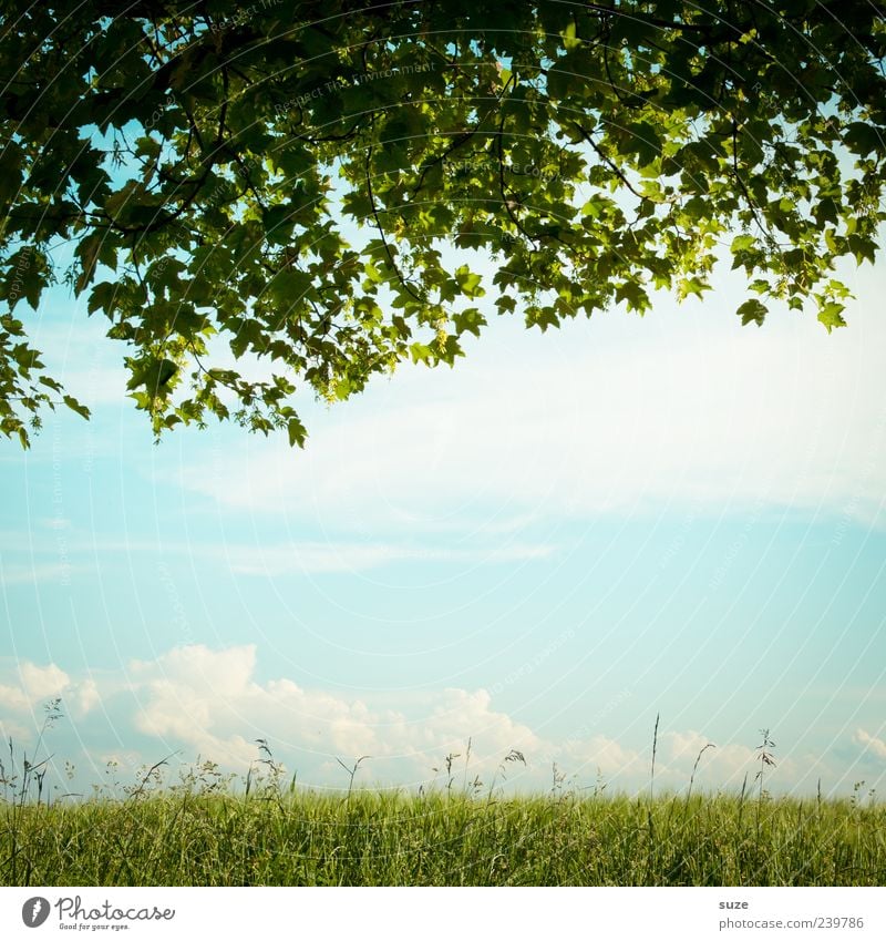 The middle feels light Environment Nature Landscape Sky Clouds Summer Beautiful weather Tree Leaf Meadow Dream Green Idyll Growth Leaf canopy Maple tree