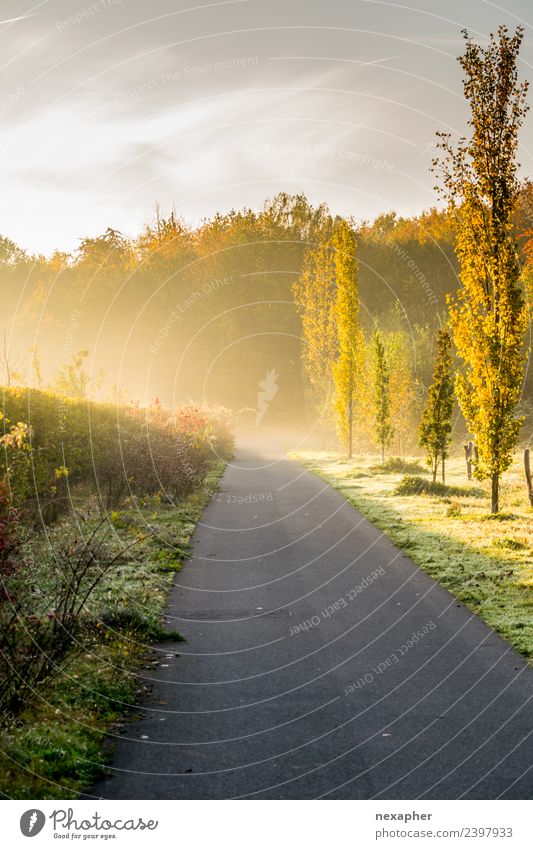 Away with morning haze and sunrise Sports Jogging Closing time Environment Nature Landscape Sky Sunrise Sunset Spring Summer Beautiful weather Fog Plant Tree