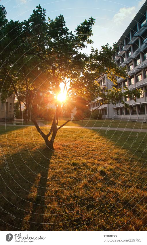 translucent trees Lifestyle Joy Vacation & Travel Tourism Summer Sun Nature Plant Climate Weather Tree Bushes Leaf Garden Park Meadow Outskirts