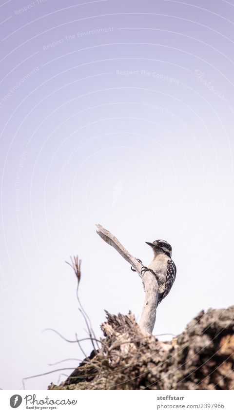 Downy Woodpecker Picoides pubescens Woman Adults Nature Tree Animal Wild animal Bird 1 Blue Black White downy woodpecker Florida small woodpecker avian