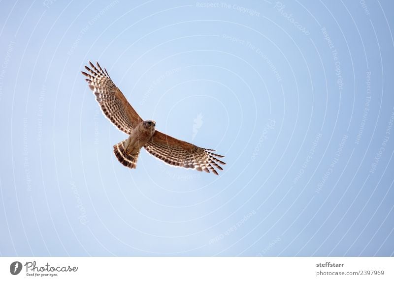 Red shouldered Hawk Buteo lineatus Sky Animal Wild animal Bird Wing 1 Flying Blue Brown red-shouldered hawk Bird of prey raptor Marsh Wetlands Corkscrew Swamp