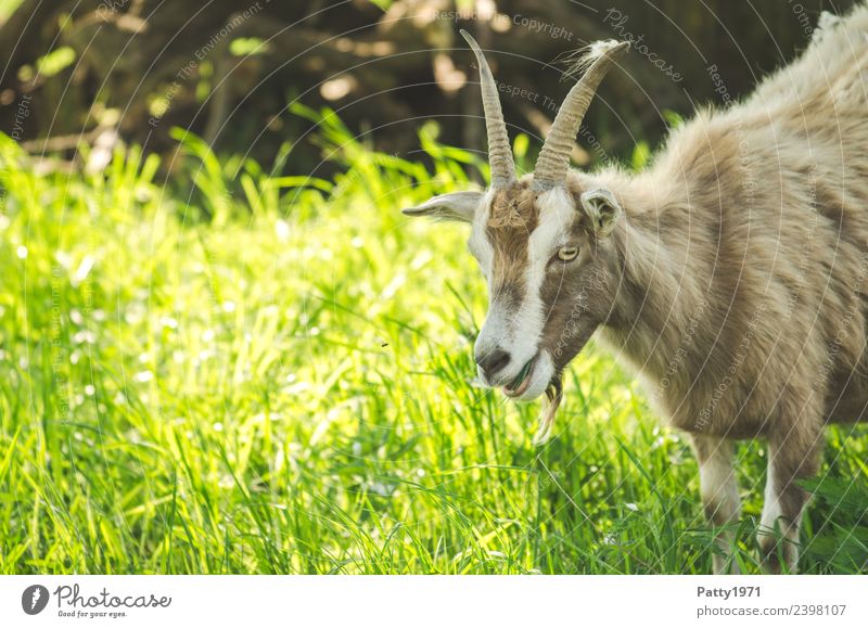 Thuringian Forest Goat Nature Landscape Meadow Pasture Animal Pet Farm animal Goats 1 Stand Idyll Colour photo Exterior shot Deserted Copy Space left Day Shadow