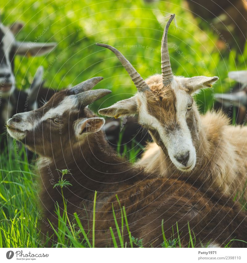 Thuringian Forest Goats Nature Landscape Meadow Pasture Animal Pet Farm animal 2 Lie Looking Idyll Attachment Colour photo Exterior shot Deserted Day Shadow