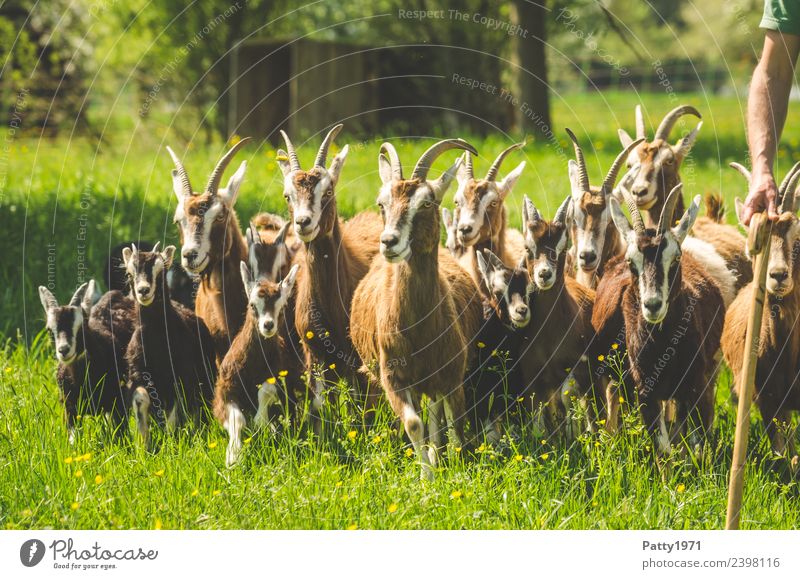 Thuringian Forest Goats Shepherd Animal Pet Farm animal Goat herd Group of animals Herd Walking Idyll Attachment Colour photo Exterior shot Day Sunlight Forward