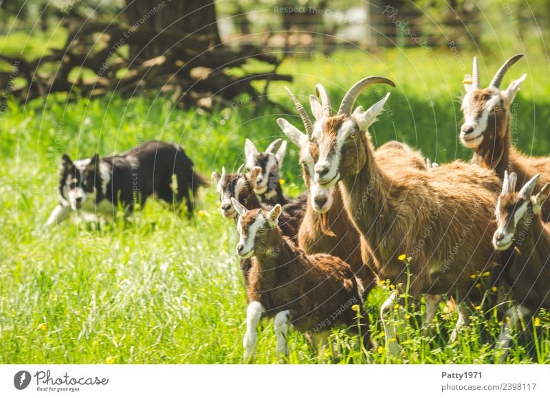 Border Collie is herding herds of goats Nature Landscape Meadow Pasture Animal Pet Farm animal Dog Goats Goat herd border collie Herding dog Shepherd dog